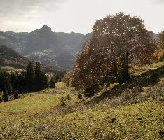 Autumn on meadows above Amden, Switzerland, null