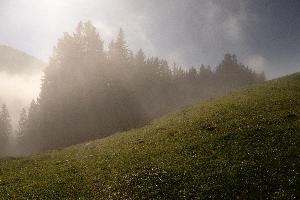 Mist in woods above Amden, Switzerland, mountains, autumn, fog, forest, amden, alps, trees, switzerland, hiking, pines, mist, cloud, walking, atmospheric