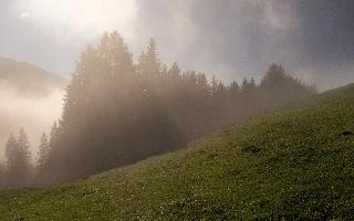 Mist in woods above Amden, Switzerland, mountains, autumn, fog, forest, amden, alps, trees, switzerland, hiking, pines, mist, cloud, walking, atmospheric