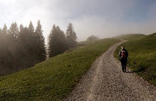 Mist in woods above Amden, Switzerland, amden, fog, cloud, woods, walking, mountain, switzerland, path, europe, hiking, forest, sun, mist, meadow, outdoors, light