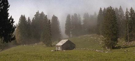 Mist in woods above Amden, Switzerland, mountains, autumn, fog, forest, amden, alps, trees, switzerland, hiking, pines, mist, cloud, walking, atmospheric