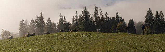 Mist in woods above Amden, Switzerland, mountains, autumn, fog, forest, amden, alps, trees, switzerland, hiking, pines, mist, cloud, walking, atmospheric
