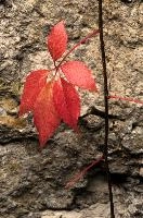 Wild vine in Annecy, France, Annecy