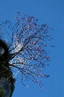 dsc_194906.jpg