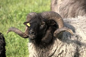 Graue Geiss, alps, wildlife, face, swiss, dominant, breed, head, arbon, northern, alpine, switzerland, farm, short-tailed, agriculture, heath, sheep, animal, nature, german, mountains, horns, heidschnucke, ram, european, woolly, corkscrew, grey, grazing, male, livestock