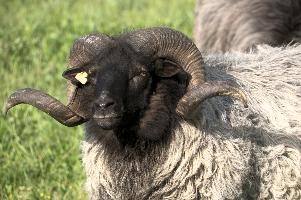 Graue Geiss, alps, wildlife, face, swiss, dominant, breed, head, arbon, northern, alpine, switzerland, farm, short-tailed, agriculture, heath, sheep, animal, nature, german, mountains, horns, heidschnucke, ram, european, woolly, corkscrew, grey, grazing, male, livestock