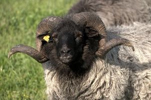 Graue Geiss, alps, wildlife, face, swiss, dominant, breed, head, arbon, northern, alpine, switzerland, farm, short-tailed, agriculture, heath, sheep, animal, nature, german, mountains, horns, heidschnucke, ram, european, woolly, corkscrew, grey, grazing, male, livestock