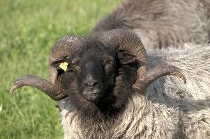 Graue Geiss, alps, wildlife, face, swiss, dominant, breed, head, arbon, northern, alpine, switzerland, farm, short-tailed, agriculture, heath, sheep, animal, nature, german, mountains, horns, heidschnucke, ram, european, woolly, corkscrew, grey, grazing, male, livestock