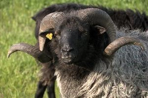 Grau Gehoernte Heidschnucke, alps, wildlife, face, swiss, dominant, breed, head, arbon, northern, alpine, switzerland, farm, short-tailed, agriculture, heath, sheep, animal, nature, german, mountains, horns, heidschnucke, ram, european, woolly, corkscrew, grey, grazing, male, livestock