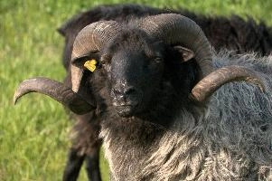 Grau Gehoernte Heidschnucke, alps, wildlife, face, swiss, dominant, breed, head, arbon, northern, alpine, switzerland, farm, short-tailed, agriculture, heath, sheep, animal, nature, german, mountains, horns, heidschnucke, ram, european, woolly, corkscrew, grey, grazing, male, livestock