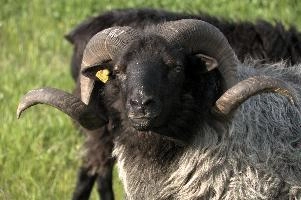 Grau Gehoernte Heidschnucke, alps, wildlife, face, swiss, dominant, breed, head, arbon, northern, alpine, switzerland, farm, short-tailed, agriculture, heath, sheep, animal, nature, german, mountains, horns, heidschnucke, ram, european, woolly, corkscrew, grey, grazing, male, livestock