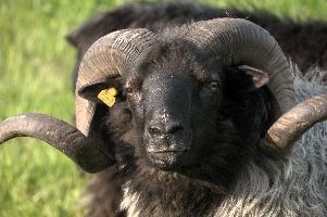 Grau Gehoernte Heidschnucke, alps, wildlife, face, swiss, dominant, breed, head, arbon, northern, alpine, switzerland, farm, short-tailed, agriculture, heath, sheep, animal, nature, german, mountains, horns, heidschnucke, ram, european, woolly, corkscrew, grey, grazing, male, livestock
