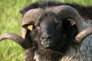 Grau Gehoernte Heidschnucke, alps, wildlife, face, swiss, dominant, breed, head, arbon, northern, alpine, switzerland, farm, short-tailed, agriculture, heath, sheep, animal, nature, german, mountains, horns, heidschnucke, ram, european, woolly, corkscrew, grey, grazing, male, livestock