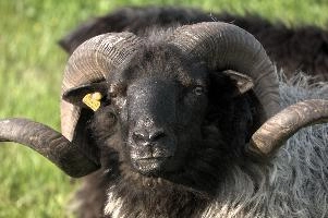Grau Gehoernte Heidschnucke, alps, wildlife, face, swiss, dominant, breed, head, arbon, northern, alpine, switzerland, farm, short-tailed, agriculture, heath, sheep, animal, nature, german, mountains, horns, heidschnucke, ram, european, woolly, corkscrew, grey, grazing, male, livestock