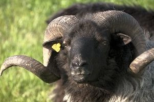 Graue Geiss, alps, wildlife, face, swiss, dominant, breed, head, arbon, northern, alpine, switzerland, farm, short-tailed, agriculture, heath, sheep, animal, nature, german, mountains, horns, heidschnucke, ram, european, woolly, corkscrew, grey, grazing, male, livestock