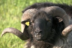 Graue Geiss, alps, wildlife, face, swiss, dominant, breed, head, arbon, northern, alpine, switzerland, farm, short-tailed, agriculture, heath, sheep, animal, nature, german, mountains, horns, heidschnucke, ram, european, woolly, corkscrew, grey, grazing, male, livestock