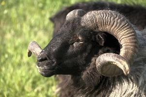 Graue Geiss, alps, wildlife, face, swiss, dominant, breed, head, arbon, northern, alpine, switzerland, farm, short-tailed, agriculture, heath, sheep, animal, nature, german, mountains, horns, heidschnucke, ram, european, woolly, corkscrew, grey, grazing, male, livestock