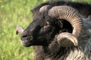 Graue Geiss, alps, wildlife, face, swiss, dominant, breed, head, arbon, northern, alpine, switzerland, farm, short-tailed, agriculture, heath, sheep, animal, nature, german, mountains, horns, heidschnucke, ram, european, woolly, corkscrew, grey, grazing, male, livestock