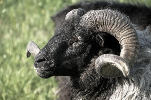 Grau Gehoernte Heidschnucke, alps, wildlife, face, swiss, dominant, breed, head, arbon, northern, alpine, switzerland, farm, short-tailed, agriculture, heath, sheep, animal, nature, german, mountains, horns, heidschnucke, ram, european, woolly, corkscrew, grey, grazing, male, livestock