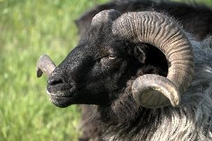 Graue Geiss, alps, wildlife, face, swiss, dominant, breed, head, arbon, northern, alpine, switzerland, farm, short-tailed, agriculture, heath, sheep, animal, nature, german, mountains, horns, heidschnucke, ram, european, woolly, corkscrew, grey, grazing, male, livestock