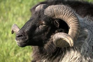 Graue Geiss, alps, wildlife, face, swiss, dominant, breed, head, arbon, northern, alpine, switzerland, farm, short-tailed, agriculture, heath, sheep, animal, nature, german, mountains, horns, heidschnucke, ram, european, woolly, corkscrew, grey, grazing, male, livestock