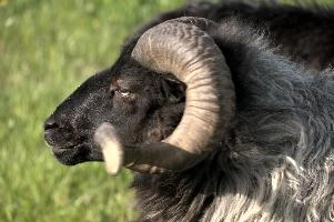 Graue Geiss, alps, wildlife, face, swiss, dominant, breed, head, arbon, northern, alpine, switzerland, farm, short-tailed, agriculture, heath, sheep, animal, nature, german, mountains, horns, heidschnucke, ram, european, woolly, corkscrew, grey, grazing, male, livestock