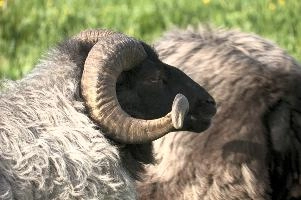 Graue Geiss, alps, wildlife, face, swiss, dominant, breed, head, arbon, northern, alpine, switzerland, farm, short-tailed, agriculture, heath, sheep, animal, nature, german, mountains, horns, heidschnucke, ram, european, woolly, corkscrew, grey, grazing, male, livestock