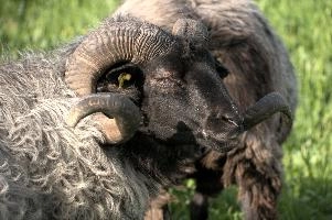 Grau Gehoernte Heidschnucke, alps, wildlife, face, swiss, dominant, breed, head, arbon, northern, alpine, switzerland, farm, short-tailed, agriculture, heath, sheep, animal, nature, german, mountains, horns, heidschnucke, ram, european, woolly, corkscrew, grey, grazing, male, livestock