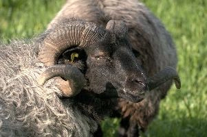 Grau Gehoernte Heidschnucke, alps, wildlife, face, swiss, dominant, breed, head, arbon, northern, alpine, switzerland, farm, short-tailed, agriculture, heath, sheep, animal, nature, german, mountains, horns, heidschnucke, ram, european, woolly, corkscrew, grey, grazing, male, livestock