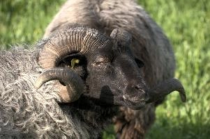 Grau Gehoernte Heidschnucke, alps, wildlife, face, swiss, dominant, breed, head, arbon, northern, alpine, switzerland, farm, short-tailed, agriculture, heath, sheep, animal, nature, german, mountains, horns, heidschnucke, ram, european, woolly, corkscrew, grey, grazing, male, livestock