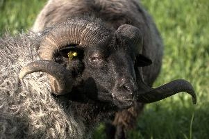 Graue Gehoernte Heidschnucke, alps, wildlife, face, swiss, dominant, breed, head, arbon, northern, alpine, switzerland, farm, short-tailed, agriculture, heath, sheep, animal, nature, german, mountains, horns, heidschnucke, ram, european, woolly, corkscrew, grey, grazing, male, livestock