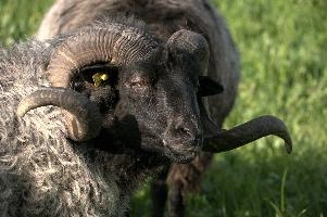 Graue Gehoernte Heidschnucke, alps, wildlife, face, swiss, dominant, breed, head, arbon, northern, alpine, switzerland, farm, short-tailed, agriculture, heath, sheep, animal, nature, german, mountains, horns, heidschnucke, ram, european, woolly, corkscrew, grey, grazing, male, livestock