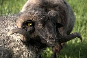 Graue Gehoernte Heidschnucke, alps, wildlife, face, swiss, dominant, breed, head, arbon, northern, alpine, switzerland, farm, short-tailed, agriculture, heath, sheep, animal, nature, german, mountains, horns, heidschnucke, ram, european, woolly, corkscrew, grey, grazing, male, livestock