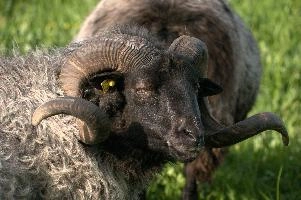 Grau Gehoernte Heidschnucke, alps, wildlife, face, swiss, dominant, breed, head, arbon, northern, alpine, switzerland, farm, short-tailed, agriculture, heath, sheep, animal, nature, german, mountains, horns, heidschnucke, ram, european, woolly, corkscrew, grey, grazing, male, livestock