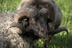 Grau Gehoernte Heidschnucke, alps, wildlife, face, swiss, dominant, breed, head, arbon, northern, alpine, switzerland, farm, short-tailed, agriculture, heath, sheep, animal, nature, german, mountains, horns, heidschnucke, ram, european, woolly, corkscrew, grey, grazing, male, livestock