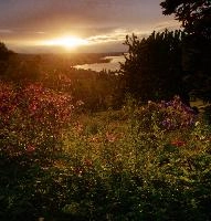 Aquilegias at Sunset, summer, sunset, lake, rorschacherberg, rorschach, switzerland, sky, europe, aquilegias, water, constance, bodensee, evening, backlight