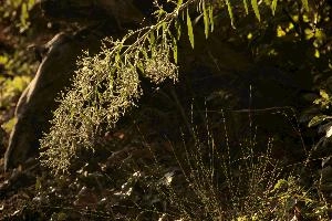 Graceful seed-head of woodland plant in Arona, Italy, forest, autumn, curving, head, stem, plant, arona, piemonte, seeding, italy, sunlight, europe, backlight