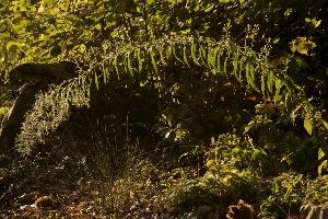Graceful seed-head of woodland plant in Arona, Italy, forest, autumn, curving, head, stem, plant, arona, piemonte, seeding, italy, sunlight, europe, backlight