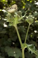 Cabbage or Water Thistle (Cirsium oleraceum) in woods of Baar, Switzerland, flower, flora, baar, switzerland, woods, thistle, water, cannage, plant, oleraceum, compositae, cirsium, wildflower
