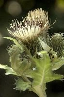 Cabbage or Water Thistle (Cirsium oleraceum) in woods of Baar, Switzerland, flower, flora, baar, switzerland, woods, thistle, water, cannage, plant, oleraceum, compositae, cirsium, wildflower