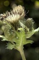 Cabbage or Water Thistle (Cirsium oleraceum) in woods of Baar, Switzerland, flower, flora, baar, switzerland, woods, thistle, water, cannage, plant, oleraceum, compositae, cirsium, wildflower