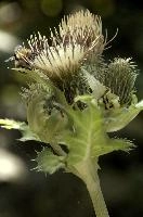 Cabbage or Water Thistle (Cirsium oleraceum) in woods of Baar, Switzerland, flower, flora, baar, switzerland, woods, thistle, water, cannage, plant, oleraceum, compositae, cirsium, wildflower
