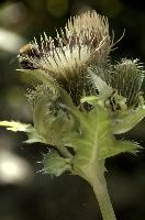 Cabbage or Water Thistle (Cirsium oleraceum) in woods of Baar, Switzerland, flower, flora, baar, switzerland, woods, thistle, water, cannage, plant, oleraceum, compositae, cirsium, wildflower