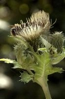 Cabbage or Water Thistle (Cirsium oleraceum) in woods of Baar, Switzerland, flower, flora, baar, switzerland, woods, thistle, water, cannage, plant, oleraceum, compositae, cirsium, wildflower