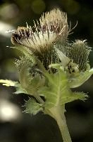 Cabbage or Water Thistle (Cirsium oleraceum) in woods of Baar, Switzerland, flower, flora, baar, switzerland, woods, thistle, water, cannage, plant, oleraceum, compositae, cirsium, wildflower