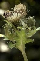 Cabbage or Water Thistle (Cirsium oleraceum) in woods of Baar, Switzerland, flower, flora, baar, switzerland, woods, thistle, water, cannage, plant, oleraceum, compositae, cirsium, wildflower