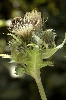 Cabbage or Water Thistle (Cirsium oleraceum) in woods of Baar, Switzerland, flower, flora, baar, switzerland, woods, thistle, water, cannage, plant, oleraceum, compositae, cirsium, wildflower