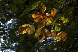 Backlit beech foliage in Autumn colour in woodland near Baar, Switzerland, yellow, tree, beech, colours, foliage, leaves, autumn, backlit, baar, light, switzerland, brown, europe, orange