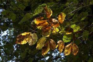 Backlit beech foliage in Autumn colour in woodland near Baar, Switzerland, yellow, tree, beech, colours, foliage, leaves, autumn, backlit, baar, light, switzerland, brown, europe, orange