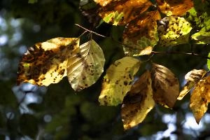 Backlit beech foliage in Autumn colour in woodland near Baar, Switzerland, yellow, tree, beech, colours, foliage, leaves, autumn, backlit, baar, light, switzerland, brown, europe, orange